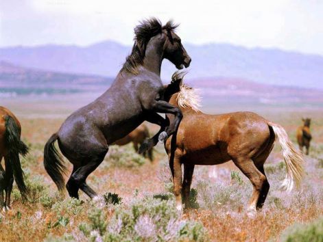 horses-fighting.jpg